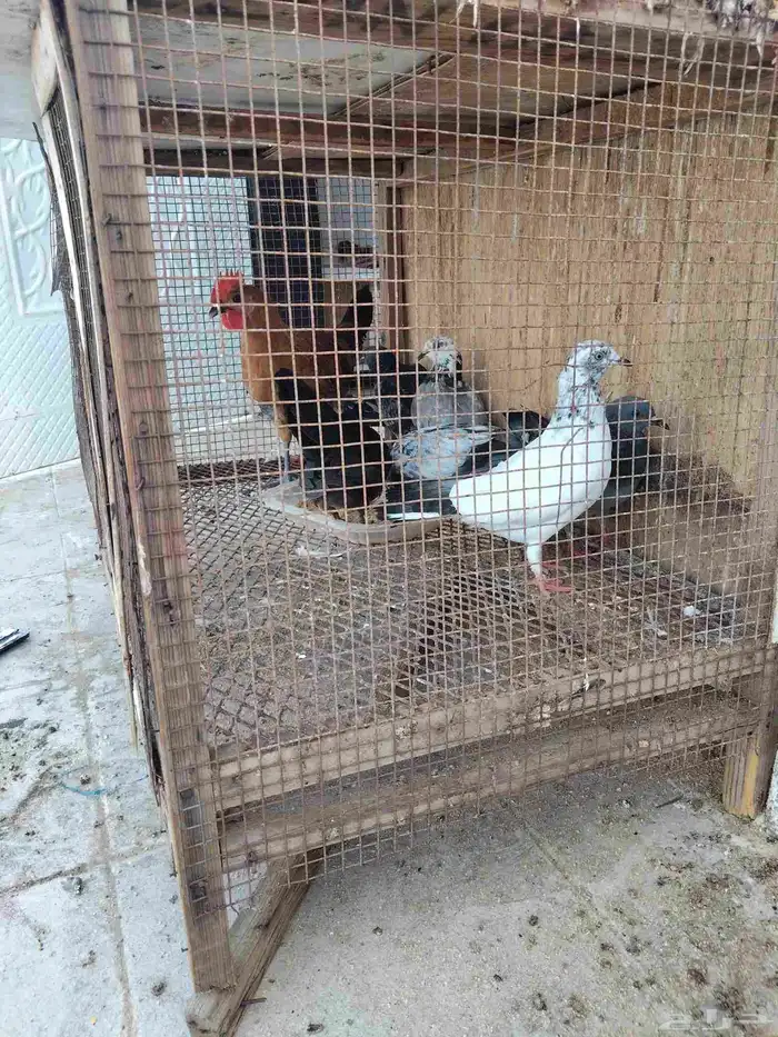 للبيع سمان فراريج دجاج بلدي وصوص سمان وحمام البيع مستعجل 2