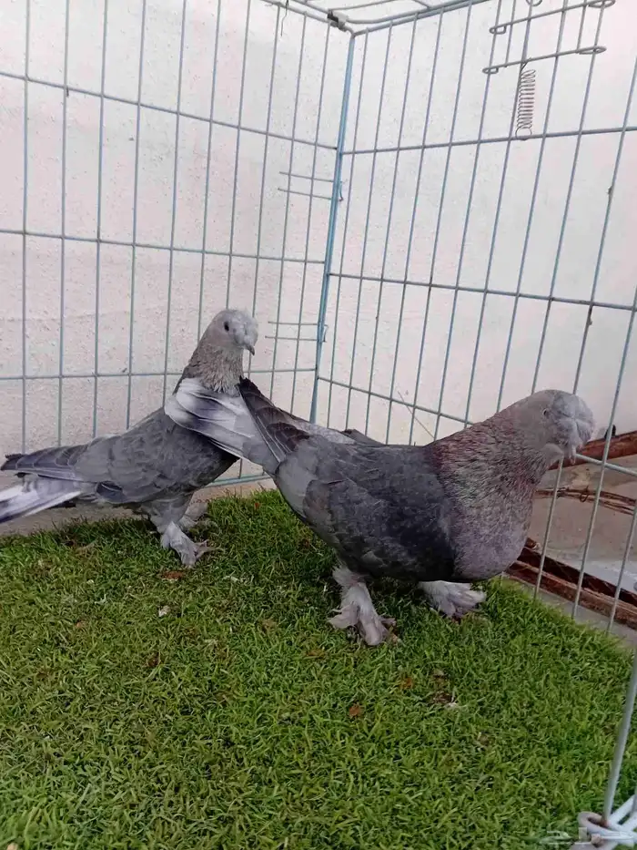 زوج تركي وردي 0