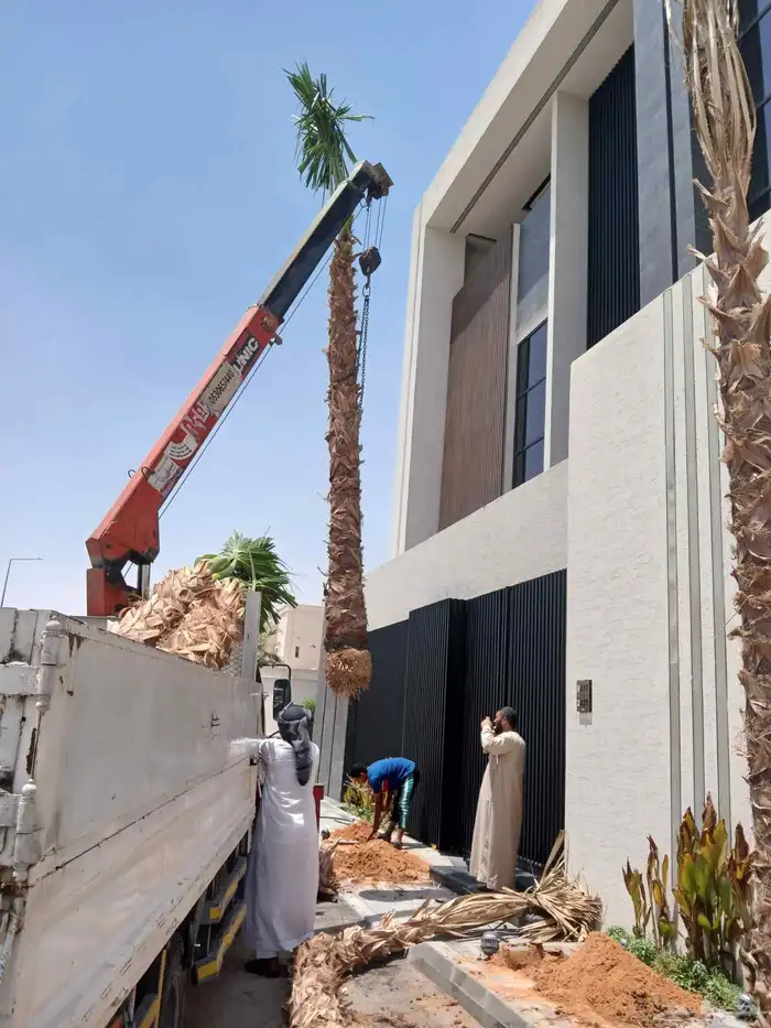 نخيل واشنطن زينه أمريكي 4