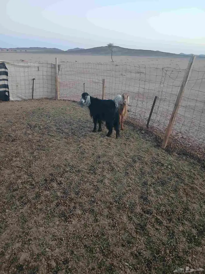 معزا عوارض 3