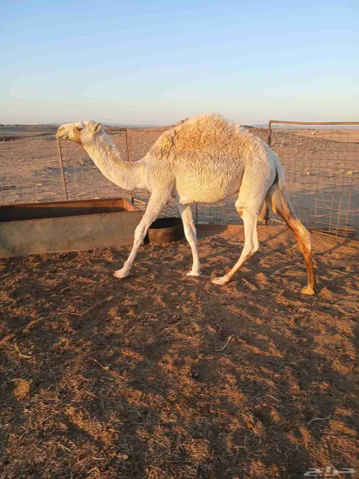 قعود للبيع 3