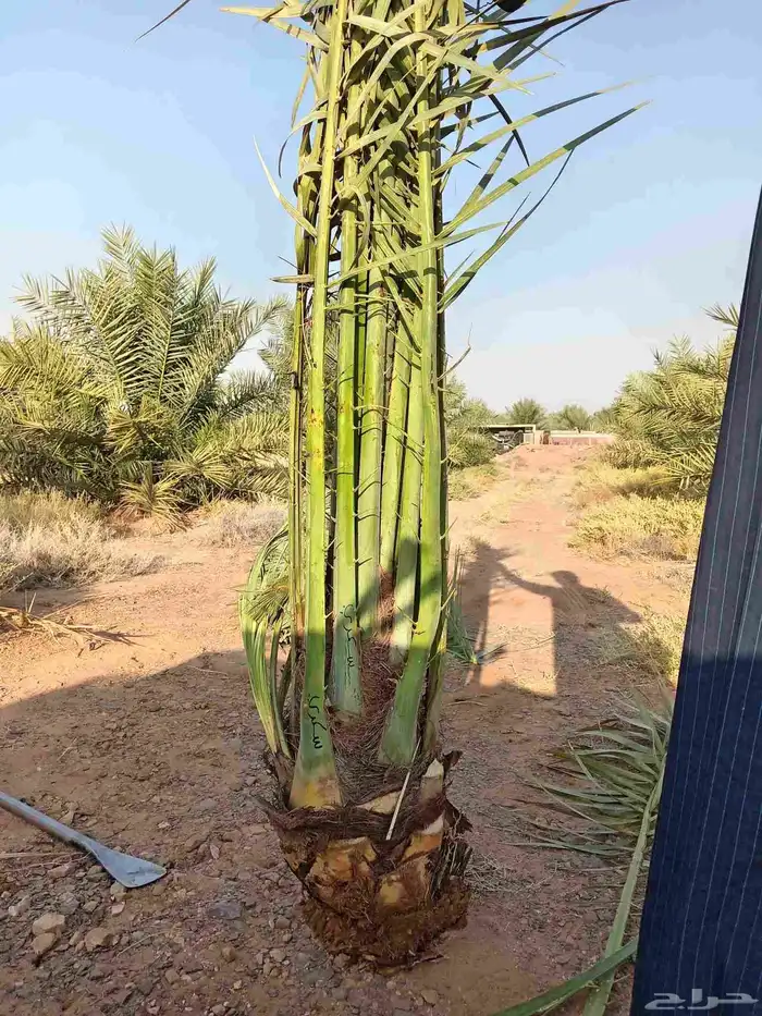 قلع وغرس وتوريد جميع انواع انخيل 3