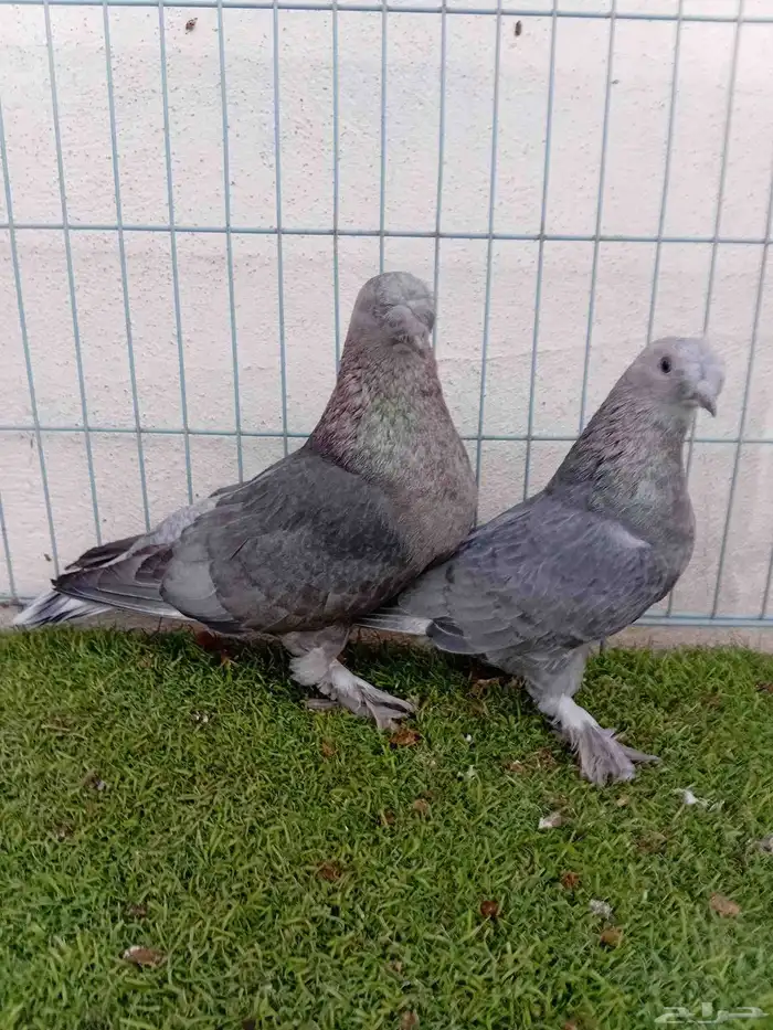 زوج تركي وردي 6