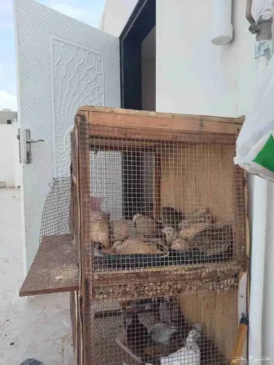 للبيع سمان فراريج دجاج بلدي وصوص سمان وحمام وشبوط index