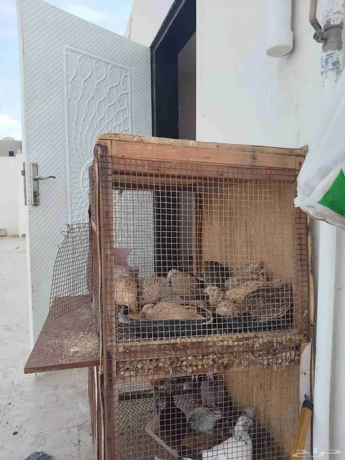 للبيع سمان فراريج دجاج بلدي وصوص سمان وحمام البيع مستعجل 1