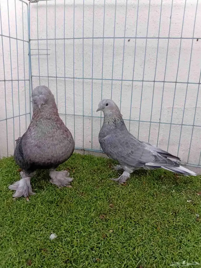 زوج تركي وردي 2