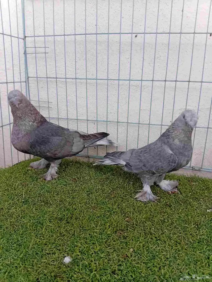 زوج تركي وردي 8