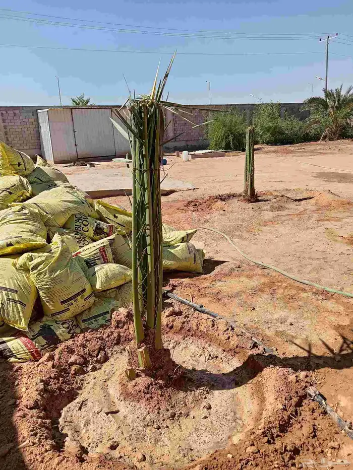 قلع وغرس وتوريد جميع انواع انخيل 1