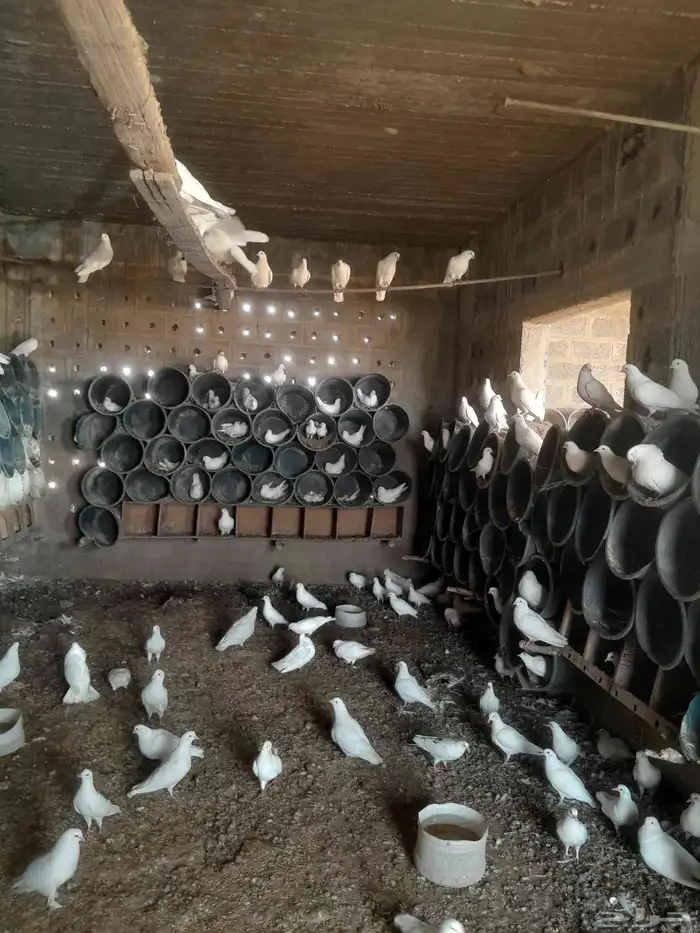 حمام فرنسي 4