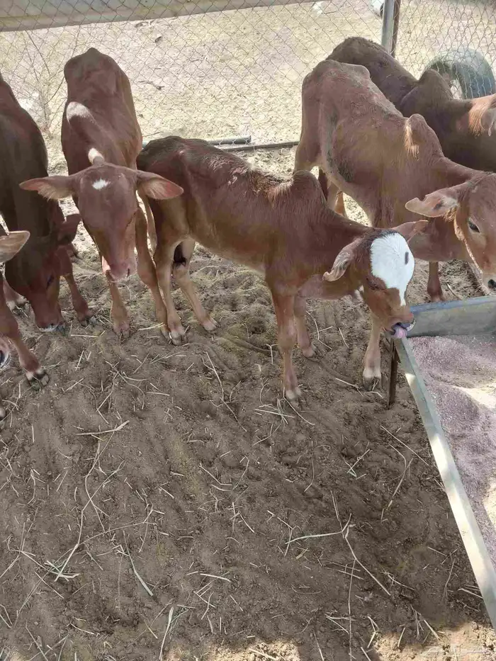 حسلان للبيع العدد 9 شرط ونظاف 2