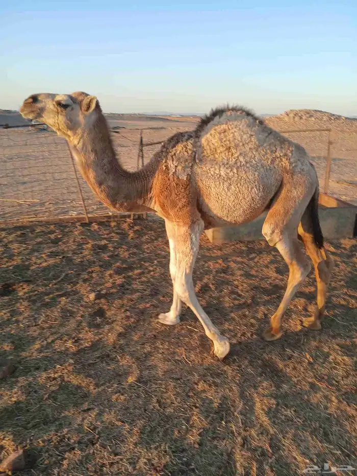 قعود للبيع 2