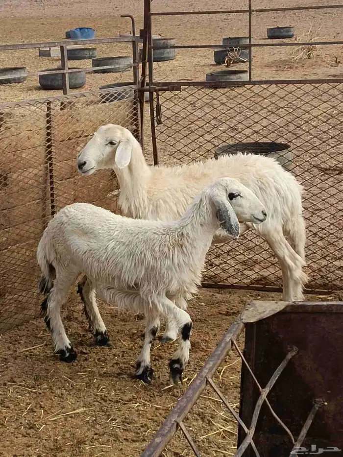 رخال حريات طيبة ونظيفه وبريه 2