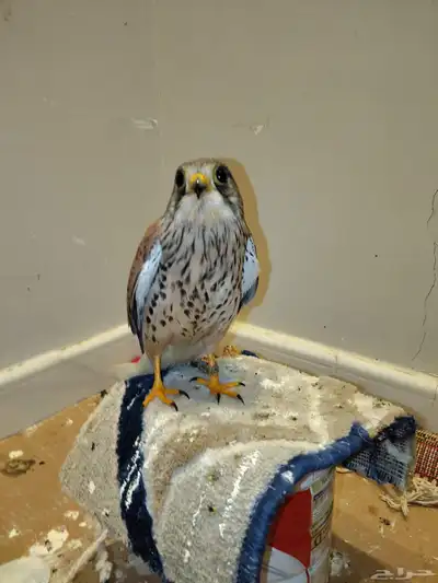 للبيع سمان فراريج دجاج بلدي وصوص سمان وحمام وشبوط index