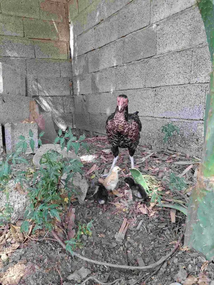 دجاجه شامو ألماني 3