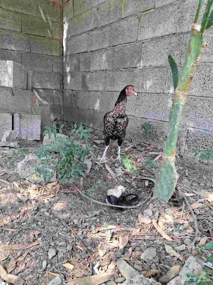 دجاجه شامو ألماني 2