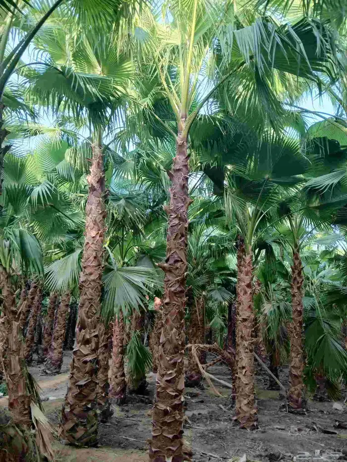 نخيل واشنطن زينه أمريكي 5