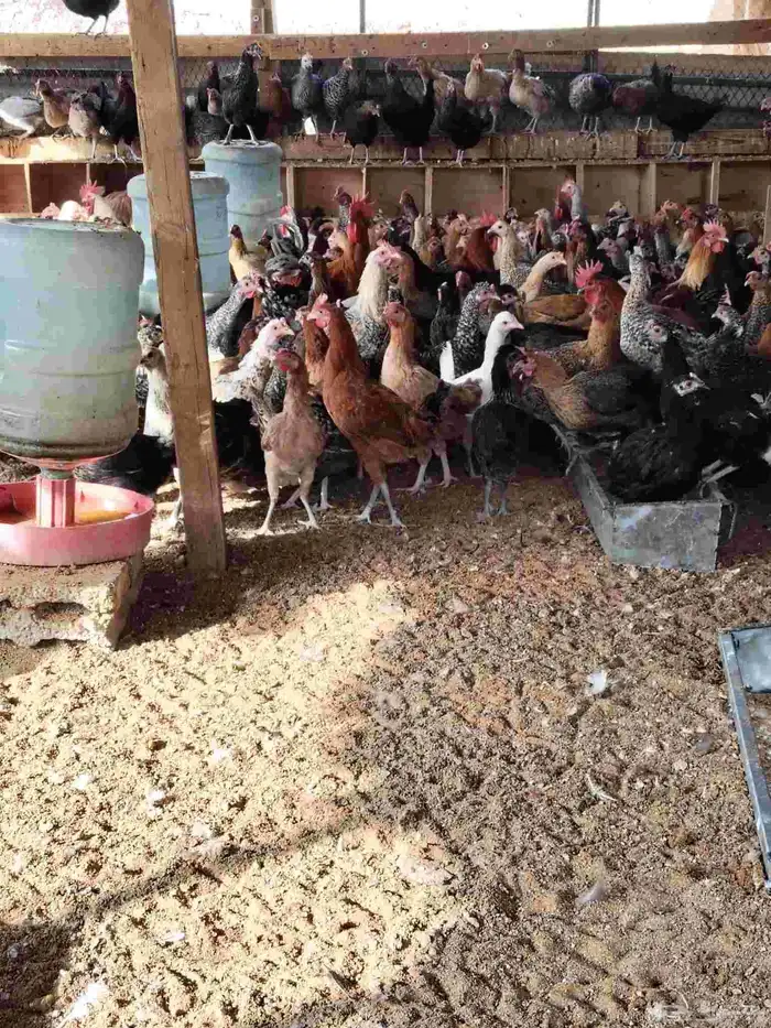 دجاج بلدي بياض وديوك 1