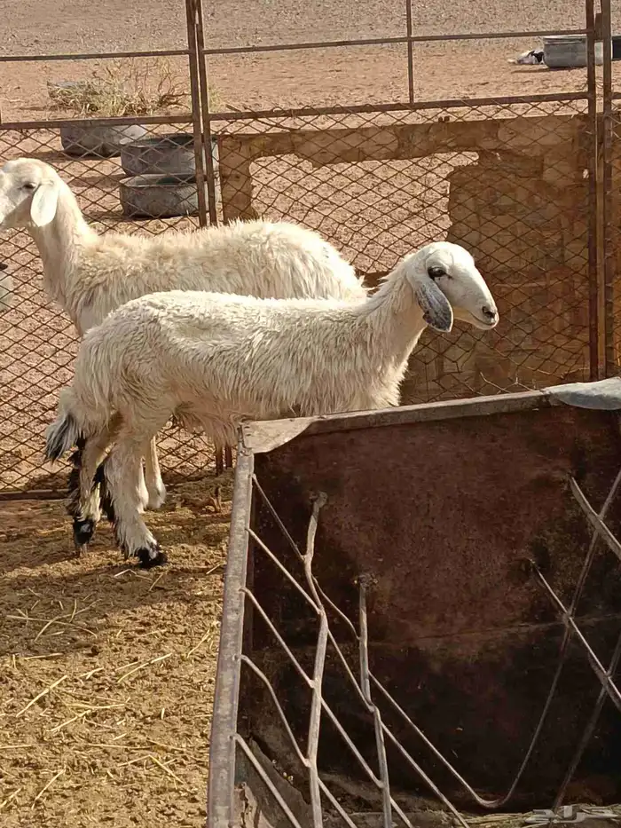 رخال حريات طيبة ونظيفه وبريه 8