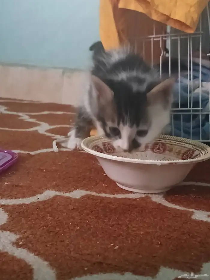 بس بيت أليف 0