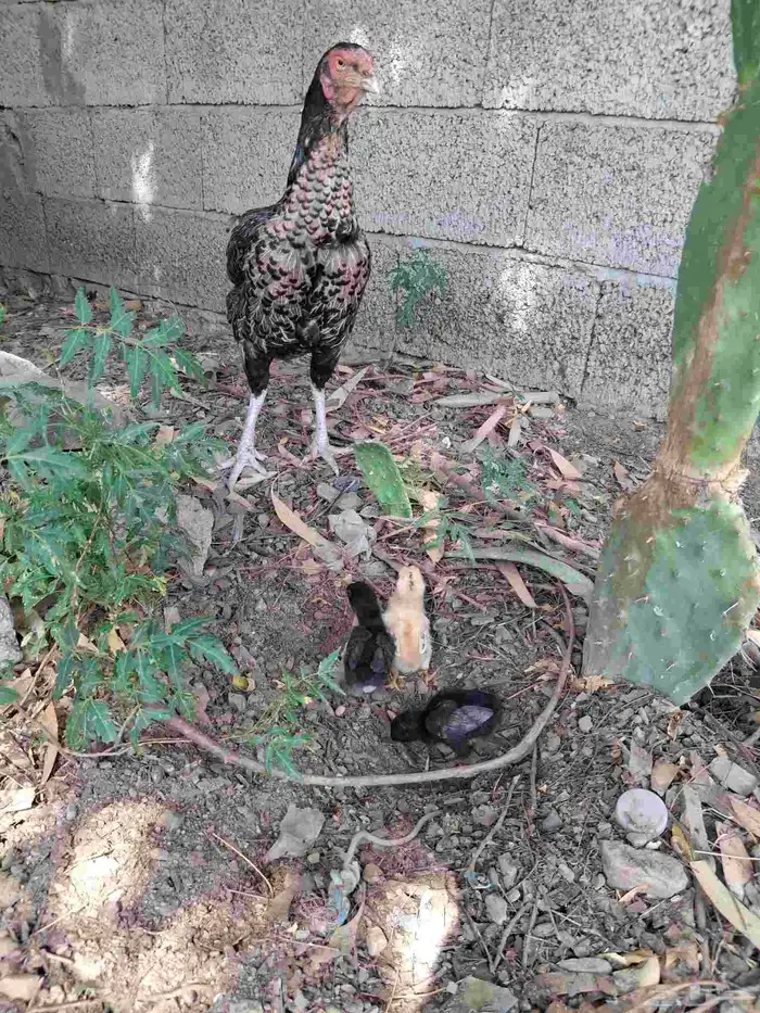 دجاجه شامو ألماني 1