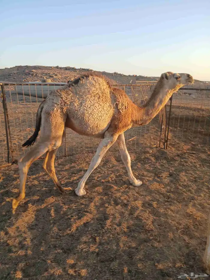 قعود للبيع 3