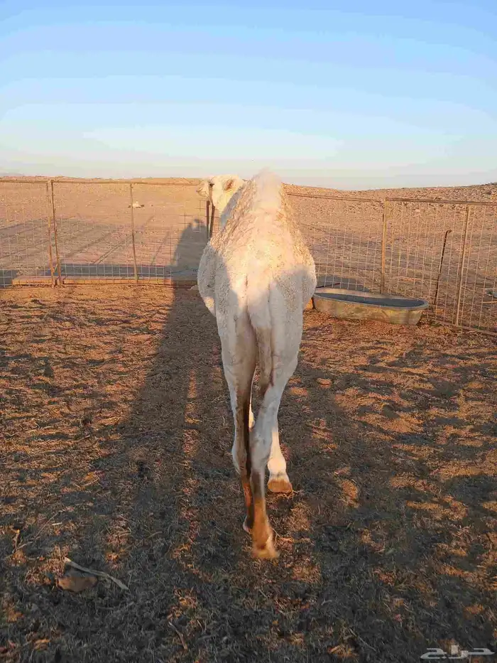 قعود للبيع 1