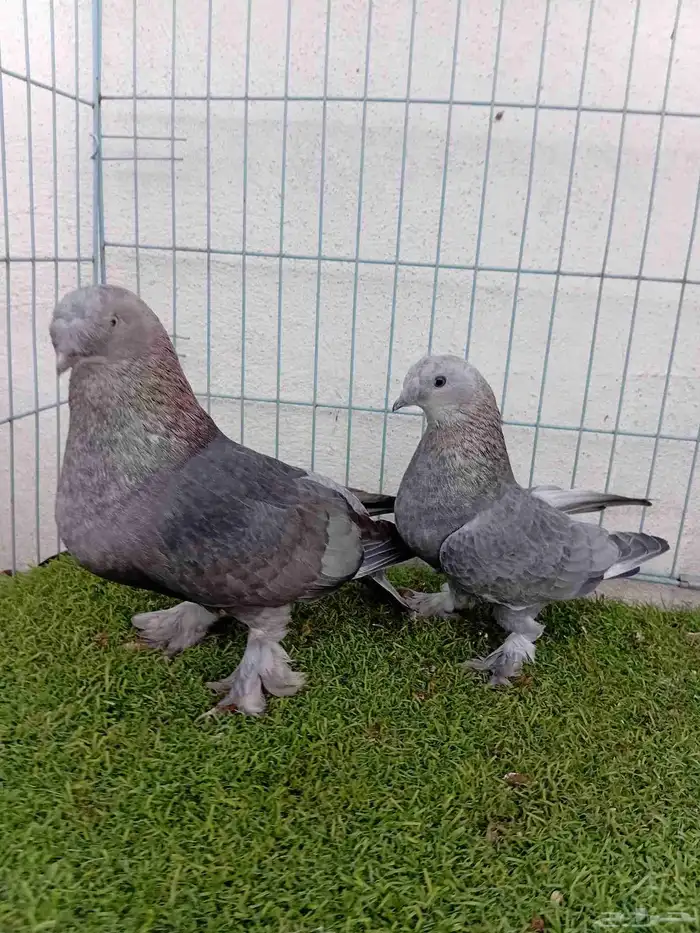 زوج تركي وردي 4