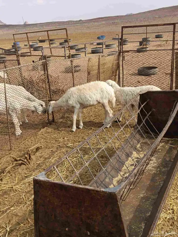 رخال حريات طيبة ونظيفه وبريه 3