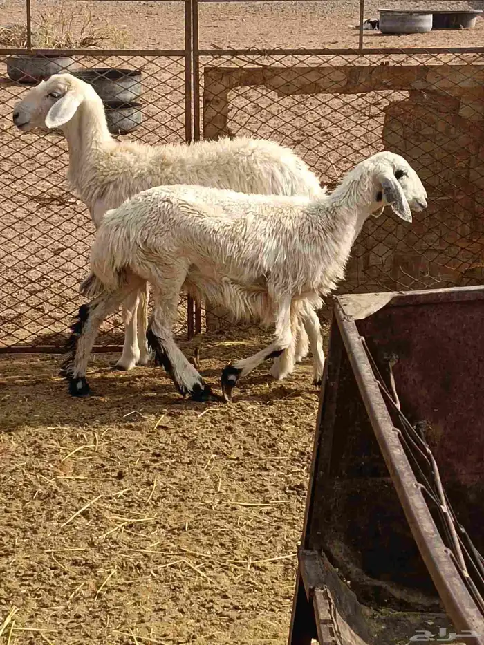 رخال حريات طيبة ونظيفه وبريه 0