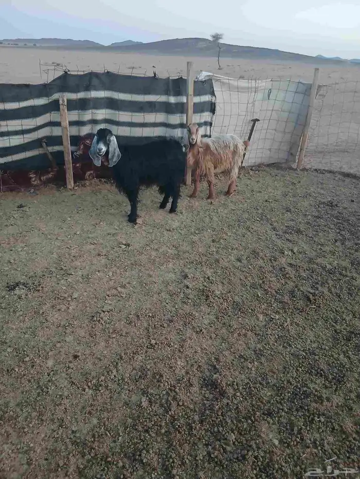 معزا عوارض 2