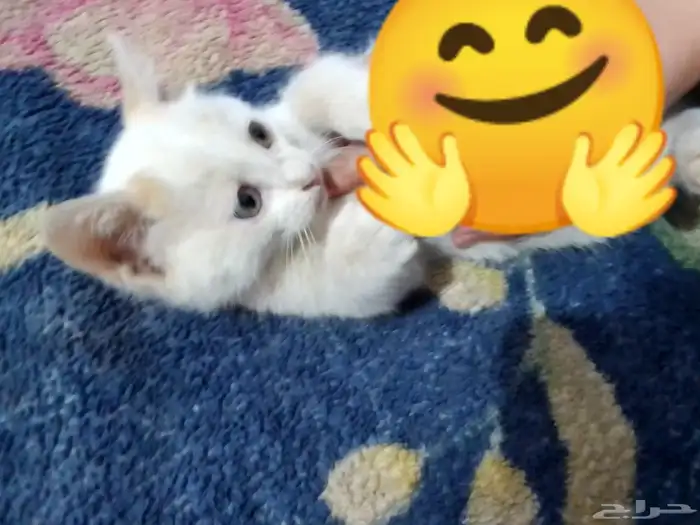 قطوات للتبني 1