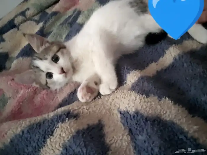 قطوات للتبني 0