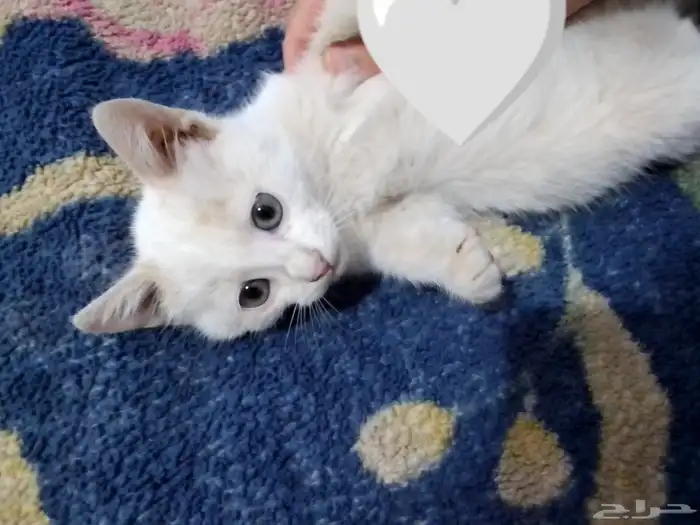 قطوات للتبني 2