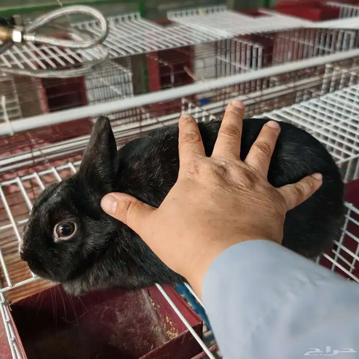 2 إناث أرانب قزم نذرلاند إنتاج 1