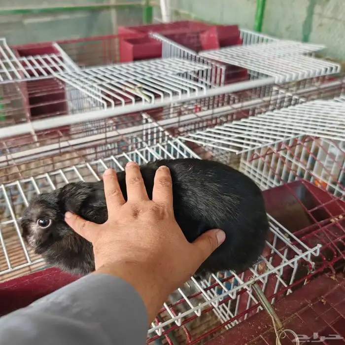 2 إناث أرانب قزم نذرلاند إنتاج 0