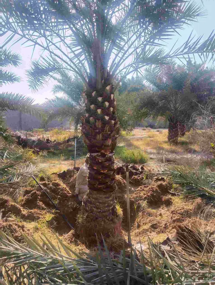 زراعة نخيل عربي واشنطني واعمال الشبوك وتوريدها 8