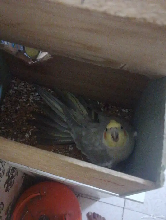 سليمه ما فيها اي مرض 4