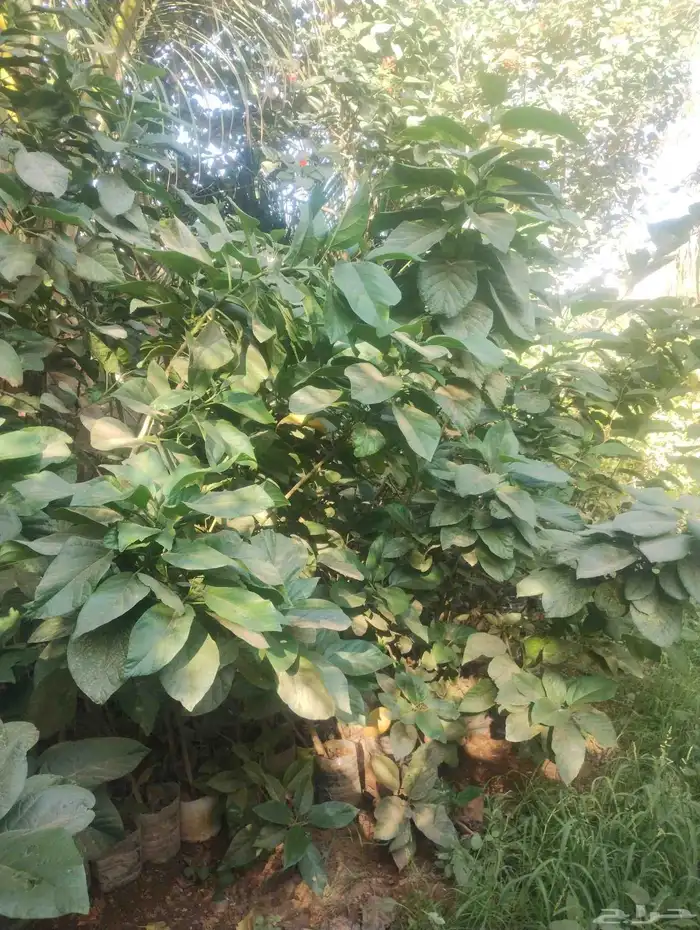 بيع شجرة كورديا جمله 20   فقط 0