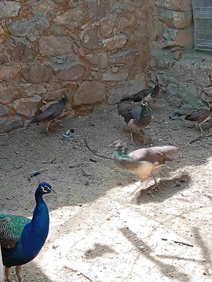 طاؤس للبيع 5