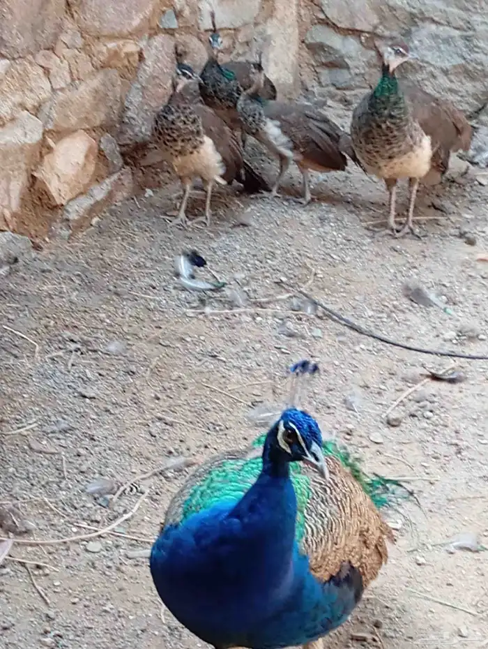 طاؤس للبيع 0