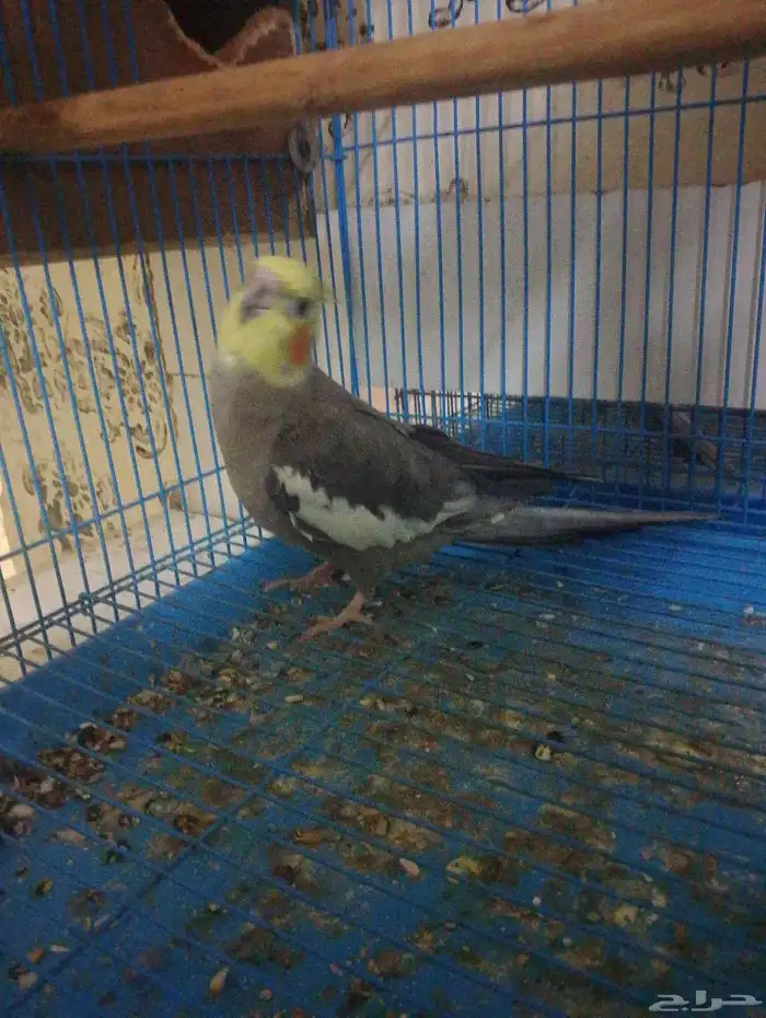 سليمه ما فيها اي مرض 0