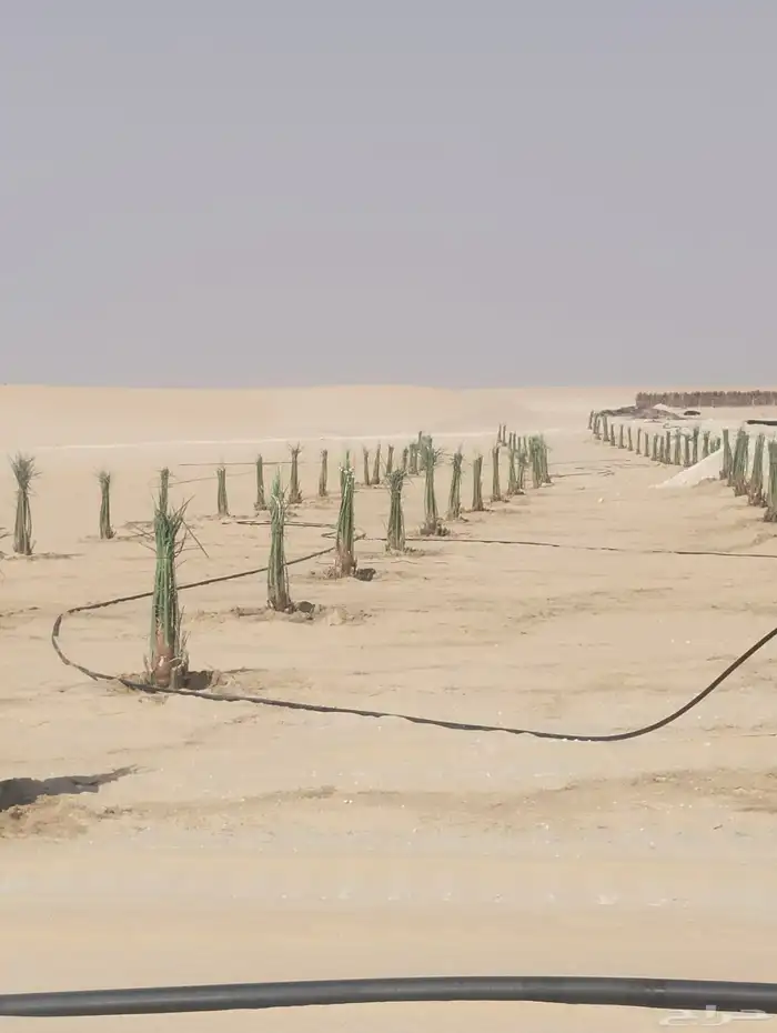 زراعة نخيل عربي واشنطني واعمال الشبوك وتوريدها 1