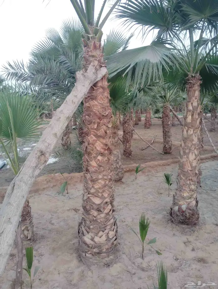 يوجد لدينا جميع انواع النخيل 0