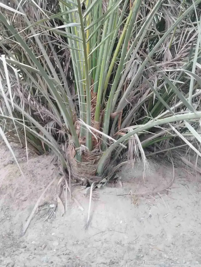 زراعة نخيل عربي واشنطني واعمال الشبوك وتوريدها 0