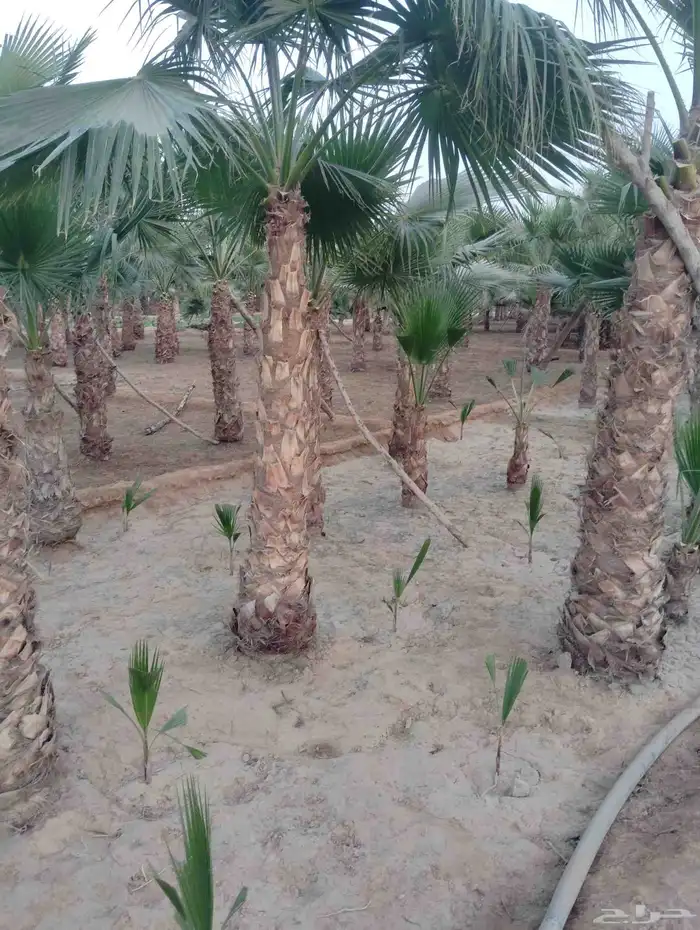 يوجد لدينا جميع انواع النخيل 3