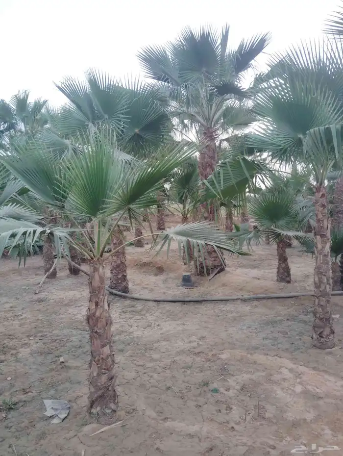 يوجد لدينا جميع انواع النخيل 2