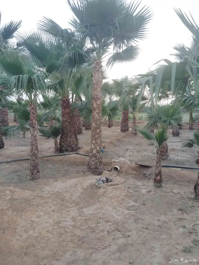 يوجد لدينا جميع انواع النخيل 1