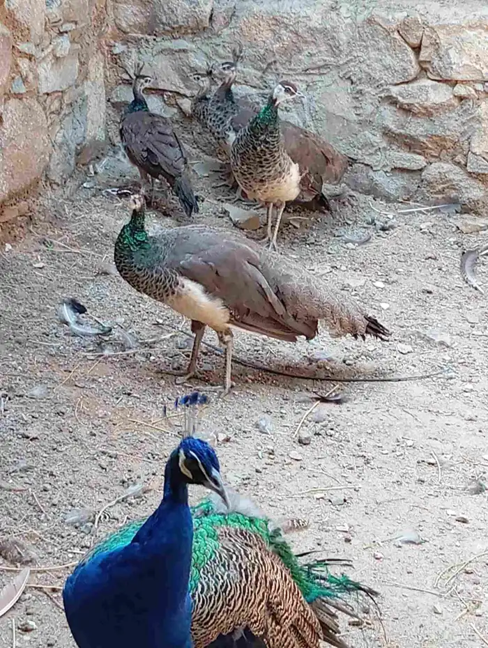 طاؤس للبيع 1