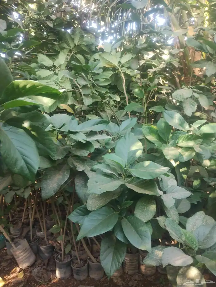 بيع شجرة كورديا جمله 20   فقط 1