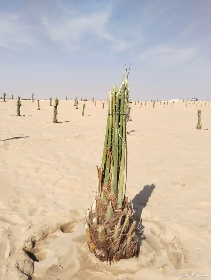 زراعة نخيل عربي واشنطني واعمال الشبوك وتوريدها 3